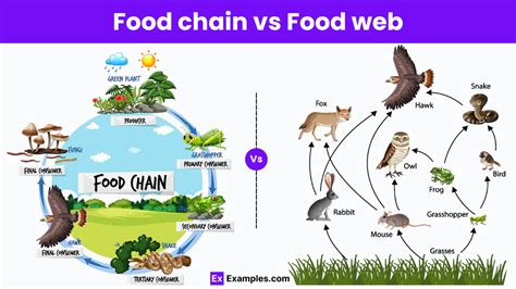 how are food chains similar to food webs